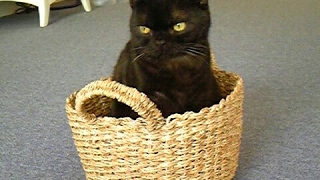 真三國無双8　雑談プレイ　2