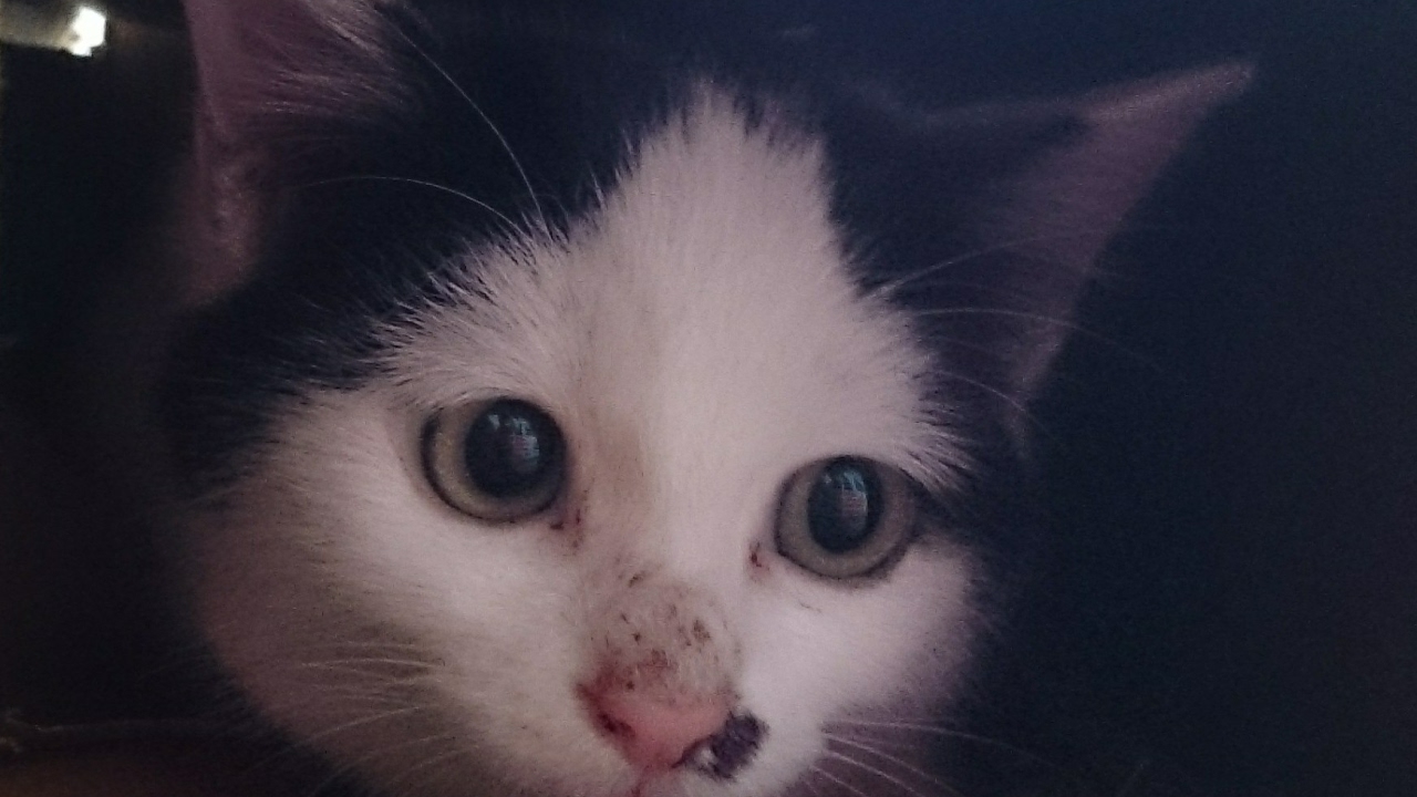 ﾓﾝｽﾀｰﾊﾝﾀｰﾜｰﾙﾄﾞ　片手剣でプレイ　part 11