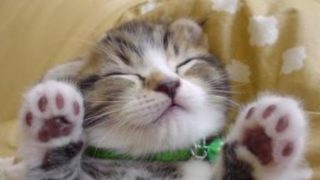 【Live】みんなでサバイバル！参加OK!【マインクラフトJava版】