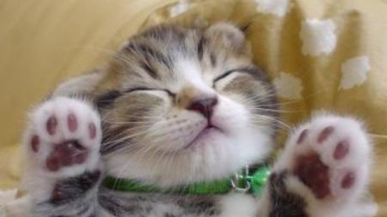 【Live】みんなでサバイバル！参加OK!【マインクラフトJava版】