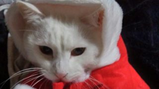 真・三國無双8@若干喋りながら楽進プレイ