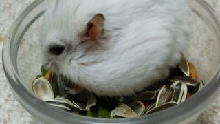 真・三國無双8  関銀屏でプレイ