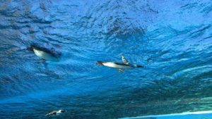 ［モンスターハンターワールド］　フレンドと実況