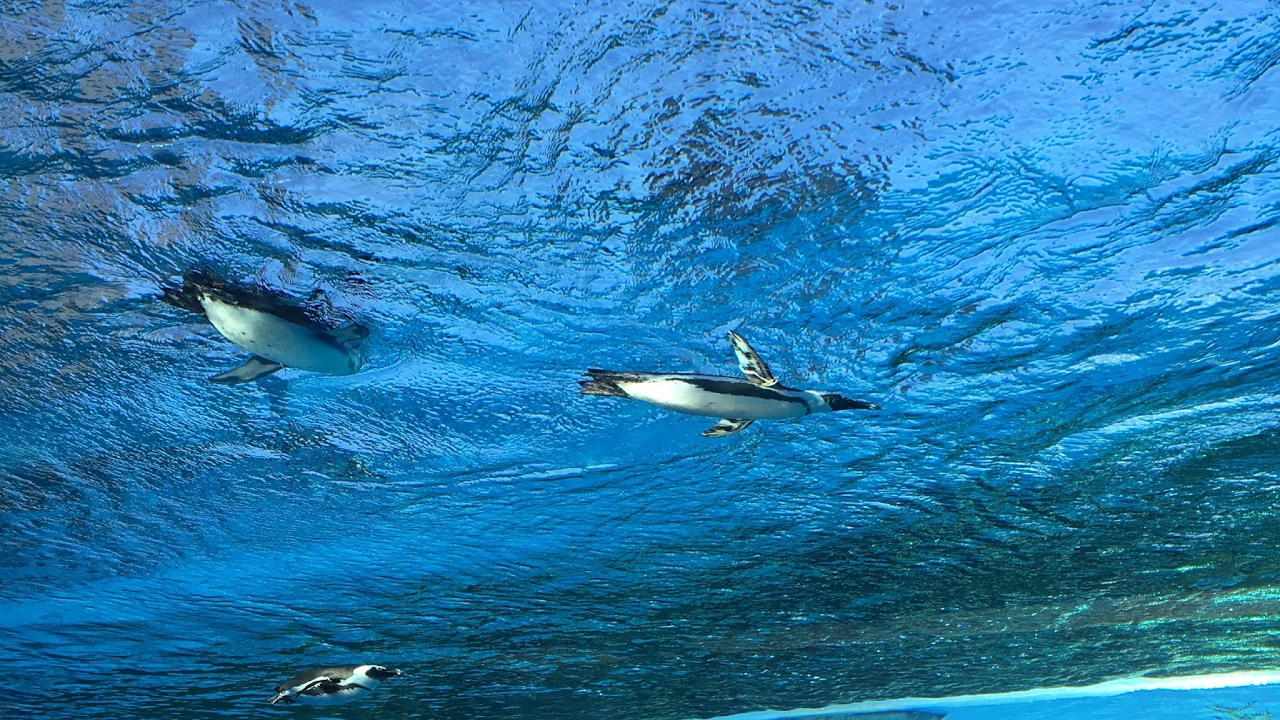 ［モンスターハンターワールド］　フレンドと実況