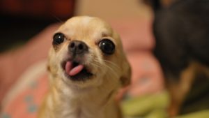 【雑談実況】てんちょのモンスターハンターワールド【生放送】