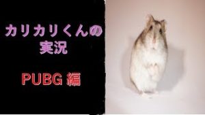 【PUBG 実況】私はいかりに打ち震えているRAGE🐹【PUBG ライブ】【PLAYERUNKNOWN'S BATTLEGROUNDS】