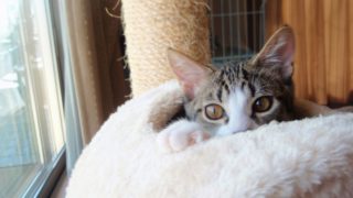 HABAKICROWがPS4からブロードキャスト