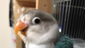 モンスターハンターワールド垂れ流し