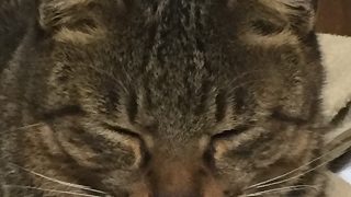 [PS4]真・三国無双8　魏　曹丕やります