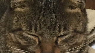 [PS4]真・三国無双8　魏　曹丕やります