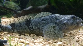 カジーのモンスターハンターワールド