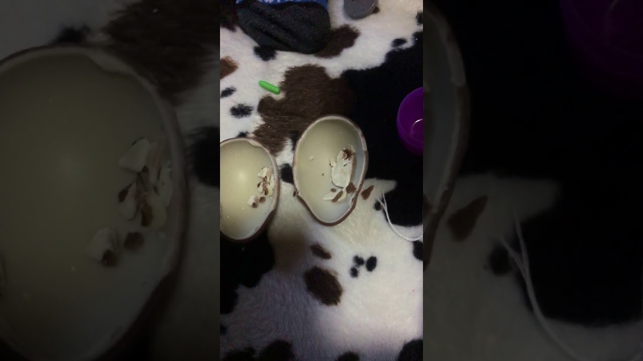 スプラトゥーン2チョコエッグ開封