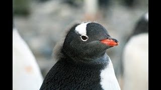 【ガチマッチ】スプラトゥーン2【汗だく実況】