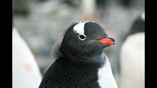 【ガチマッチ】スプラトゥーン2【汗だく実況】