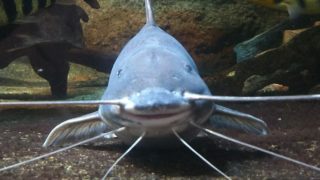 ぎゃるがん初見配信