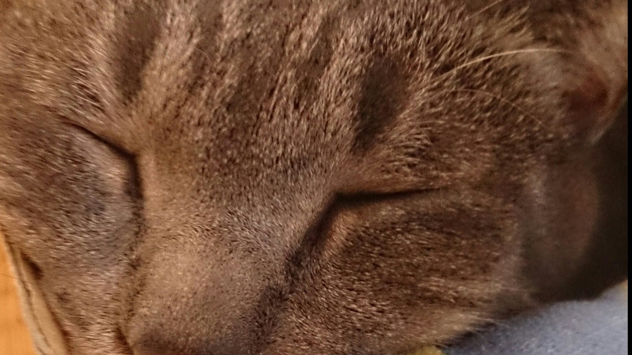 オーンスタインと狩りに行く！モンスターハンターワールド #37