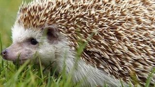 三国無双8  垂れ流し