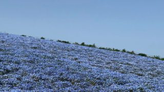 モンスターハンターワールド　マムタロトなど