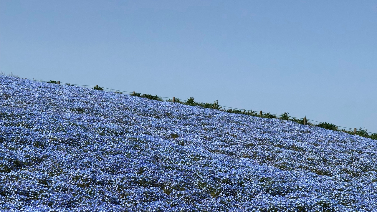 モンスターハンターワールド　マムタロトなど