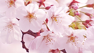 【モンスターハンターワールド】MHW　第2部　７　歴戦クエスト消化。その他