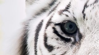 ドラゴンボール ファイターズ Ranked Match_20180414