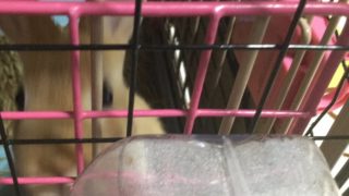 うさぎライブ スプラトゥーン2やるかも