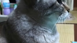 ぎゃるがん2プレイどうが♪