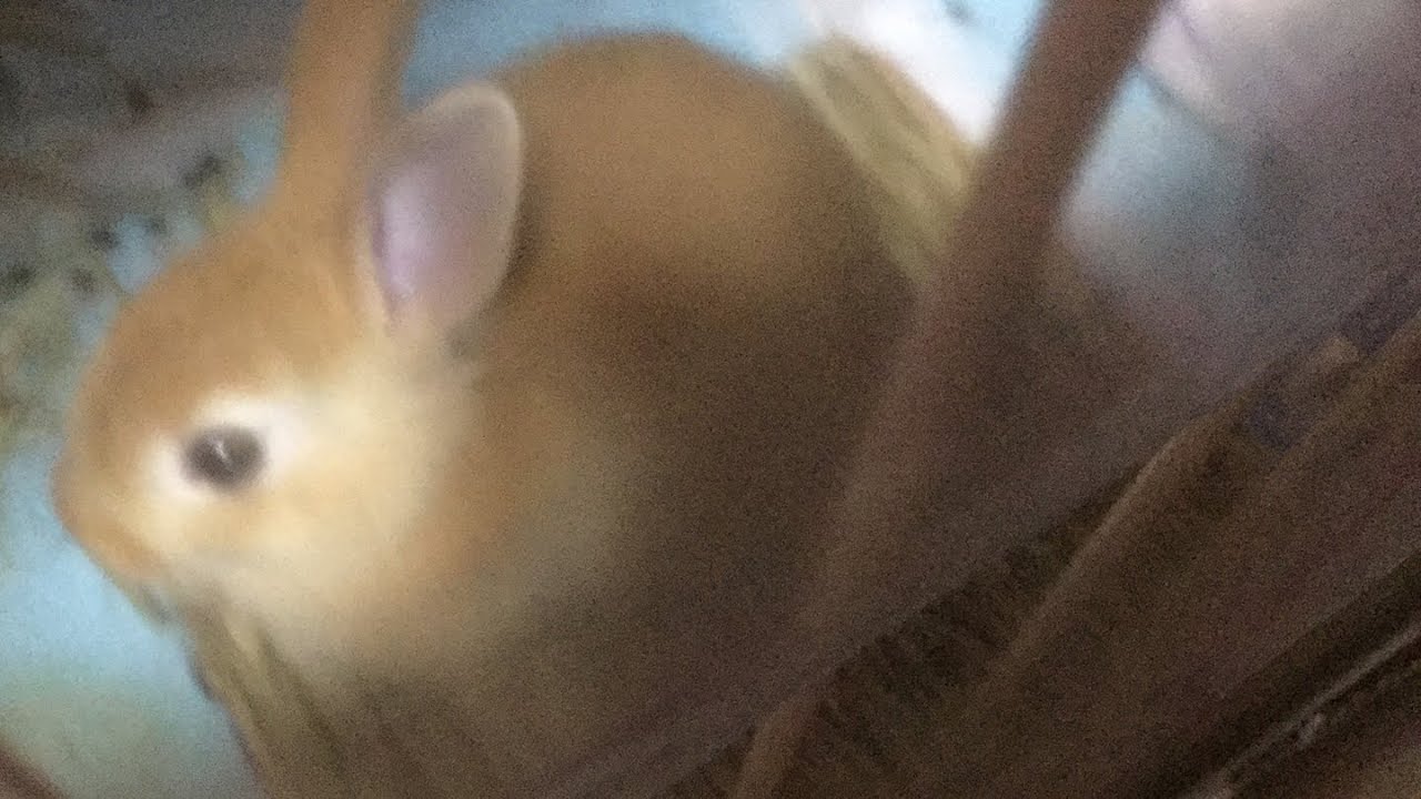 うさぎとスプラトゥーン2をしよう。