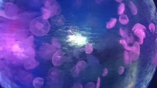 モンスターハンターワールド色々するよ！