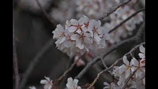 配信録画：【MHW】モンスターハンターワールド初見プレイ#4　竜人族へ、いま、会いにゆきます・改　ミントさんと