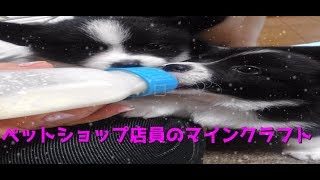 【マインクラフト】ペットショップ店員がマイクラやるってさ【実況】初生放送