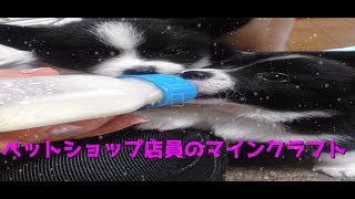 【マインクラフト】ペットショップ店員がマイクラやるってさ【実況】初生放送