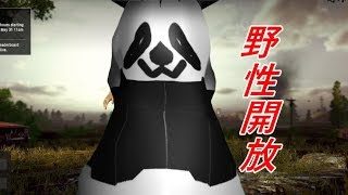 【PUBG実況】バーチャルパンダの野性的バトルロワイヤル#１【Vtuber】