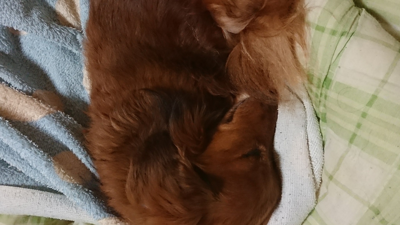 PS4 マインクラフト #17 色々と欲しい！