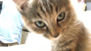 187_82が新米ハンターがゆくモンスターハンターワールド時々鼻歌7