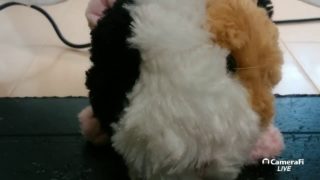 スプラトゥーン2
初見大歓迎参加型😆
フレコード
2784-8477-0885