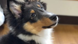 [ スプラトゥーン2 ] ガチマ・プラベ・リグマ [ 高画質配信 ]