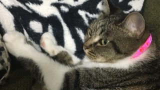 Crane_08がPS4からブロードキャスト