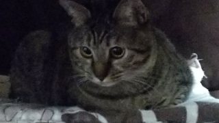 モンスターハンターワールドやります！