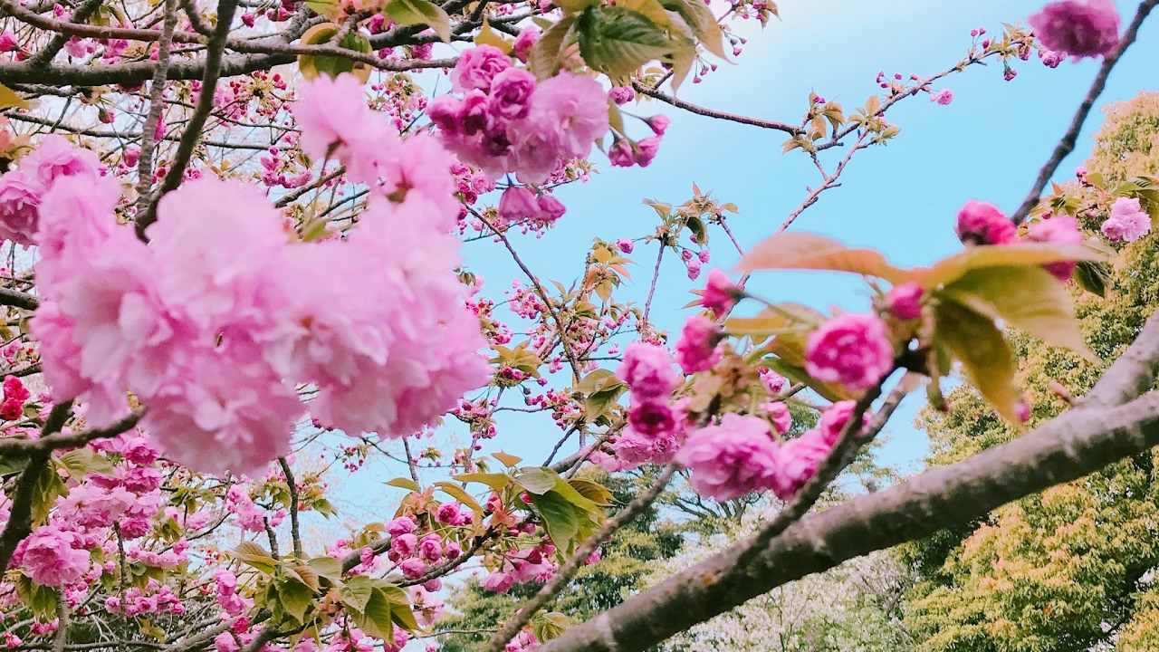 【PS4 PRO】まったり真・三國無双8