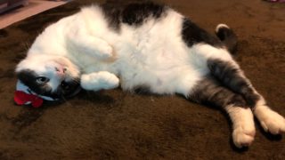 モンスターハンターワールド　エンジョイ　初見さん、コメント歓迎