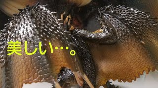 モンスターハンターワールド一番クジ引いてきたら想像以上のブツが…。