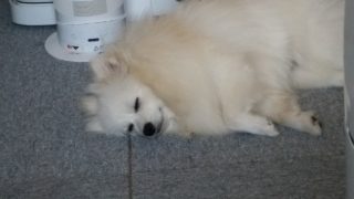 [TPS] 結婚記念日は モンスターハンターワールド 嫁にベヒーモス討伐をプレゼント？ [PS4Pro]