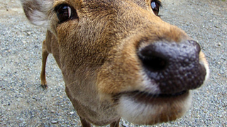 ［モンスターハンターワールド］良くどころ全く分からないMHW［7rEb34CFwtmr］・・・　＃20