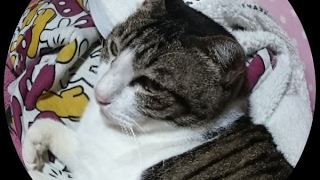 【まったりと】モンスターハンターワールド