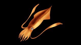 【スプラトゥーン２】パブロでXにいく枠　初見歓迎