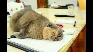 適当にゲームやる　久々のモンスターハンターワールドやーる。手伝いますよ。