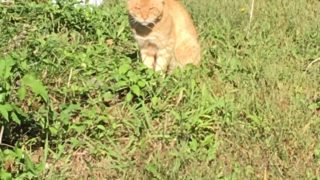 マインクラフトにゃん　参加オッケー　 258