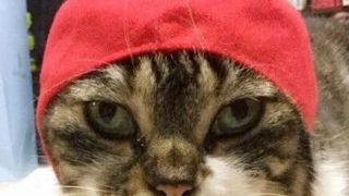 モンスターハンターワールド　のんびりプレイ＃9　遊びに来てね～