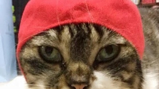 モンスターハンターワールド　のんびりプレイ＃9　遊びに来てね～